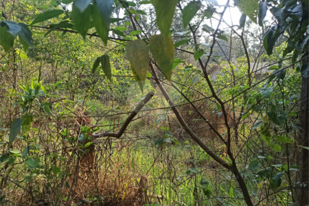 Terreno à venda em Bosque dos Eucalíptos, Atibaia, SP