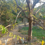 Terreno à venda em Santa Claudina, Vinhedo, SP