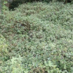 Terreno à venda em Vila Nova Cachoeirinha, São Paulo, SP