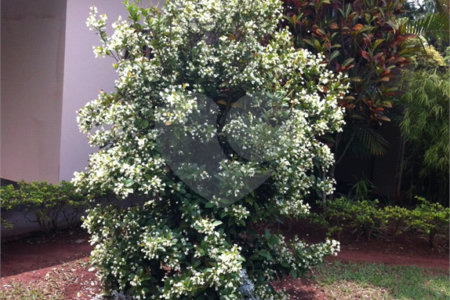 Chácara à venda com 5 quartos em Parque Planalto, Araraquara, SP