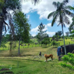 Excelente imóvel rural na cidade de Piedade/SP