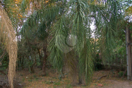 Chácara a venda no Aracê de Santo Antônio .