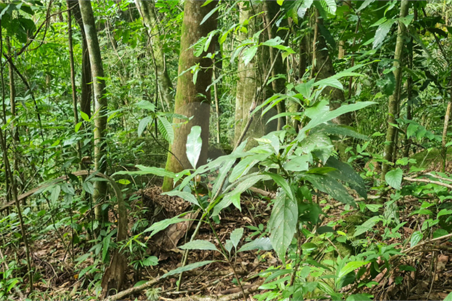 Terreno à venda em Caraguatá, Mairiporã, SP