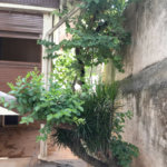 Sobrado à venda com 6 quartos, sendo 3 suítes, em Rolinópolis, São Paulo, SP