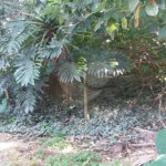 Terreno à venda em Tremembé, São Paulo, SP