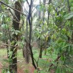Casa à venda com 4 quartos, sendo 2 suítes, no condomínio Associação Reserva das Hortênsias, Mairiporã - SP