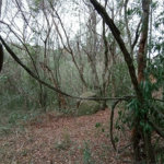 Terreno à venda em Chácaras Alpina, Valinhos, SP