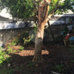 Casa Térrea à venda com 3 quartos, sendo 1 suíte, em Santana, São Paulo, SP