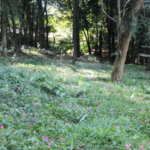 Terreno à venda no condomínio Chácara Flora, São Paulo - SP