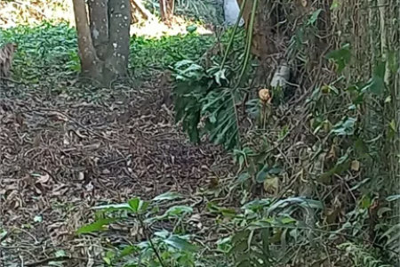 Terreno à venda em Vila Tramontano, São Paulo, SP