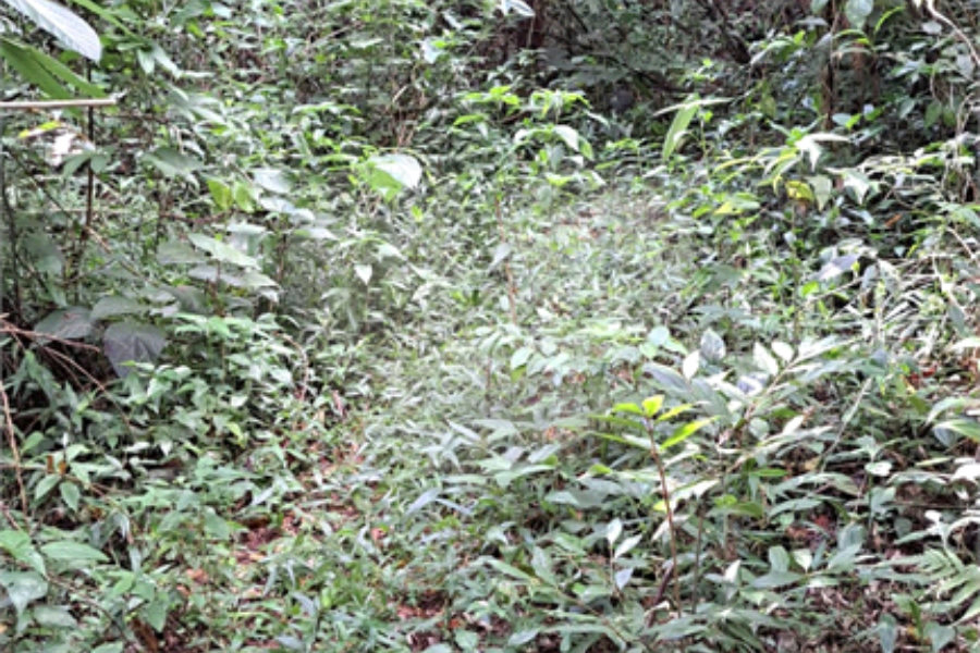 Terreno à venda em Serra da Cantareira, Mairiporã, SP