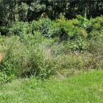 Terreno à venda em Serra da Cantareira, Mairiporã, SP