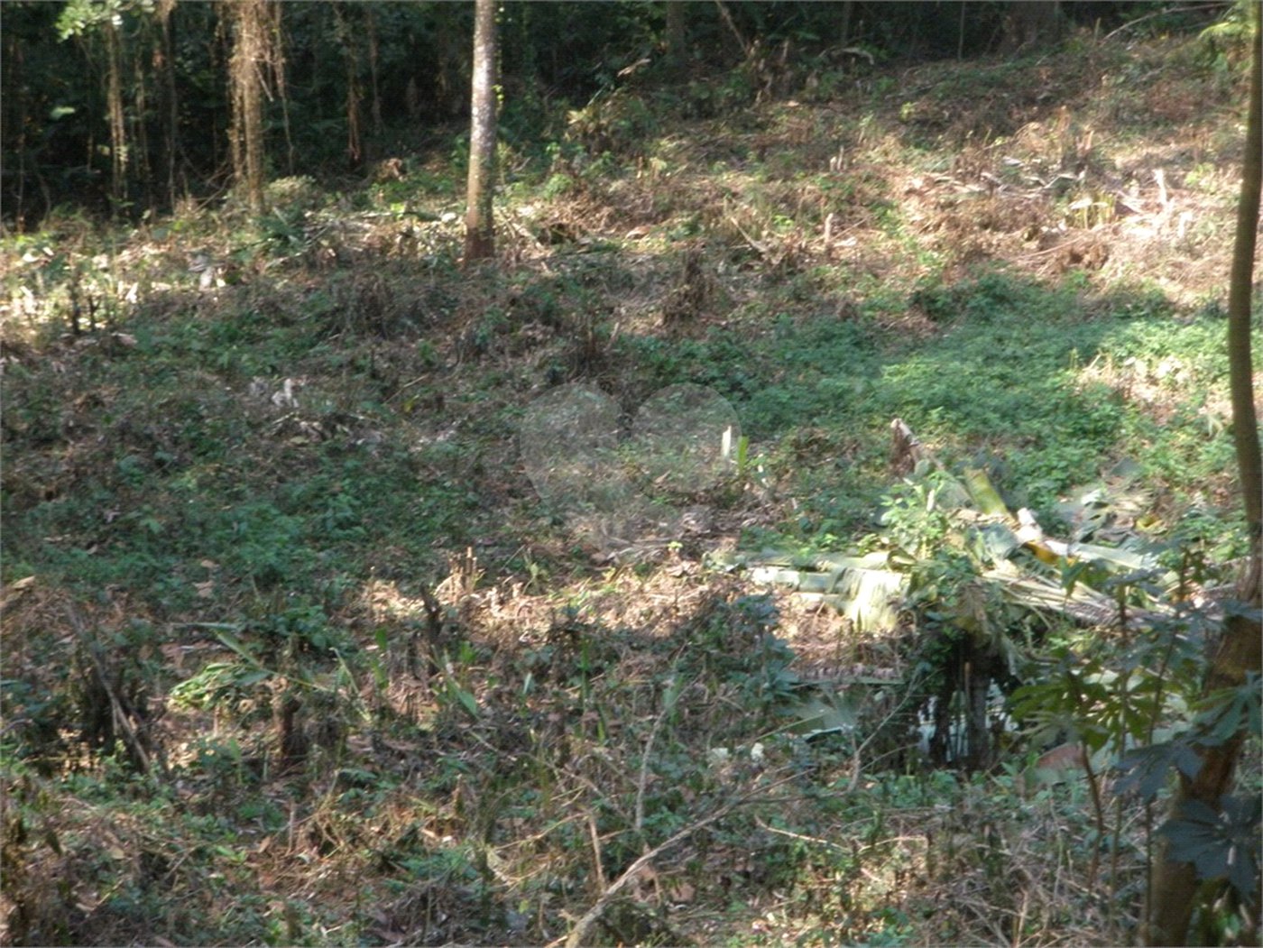 Terreno à venda em Vila Albertina, São Paulo, SP