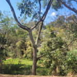Terreno à venda no condomínio Acmti - Colinas do Mosteiro, Terras de Itaici e Recanto dos Pássaros, Indaiatuba - SP