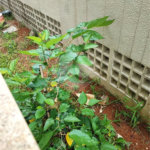 Apartamento Garden na Mooca com 322m² com 4 dormitórios 5 vagas Estuda Permuta