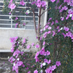 Casa à venda com 3 quartos, sendo 1 suíte, em Juqueri Mirim, Mairiporã, SP