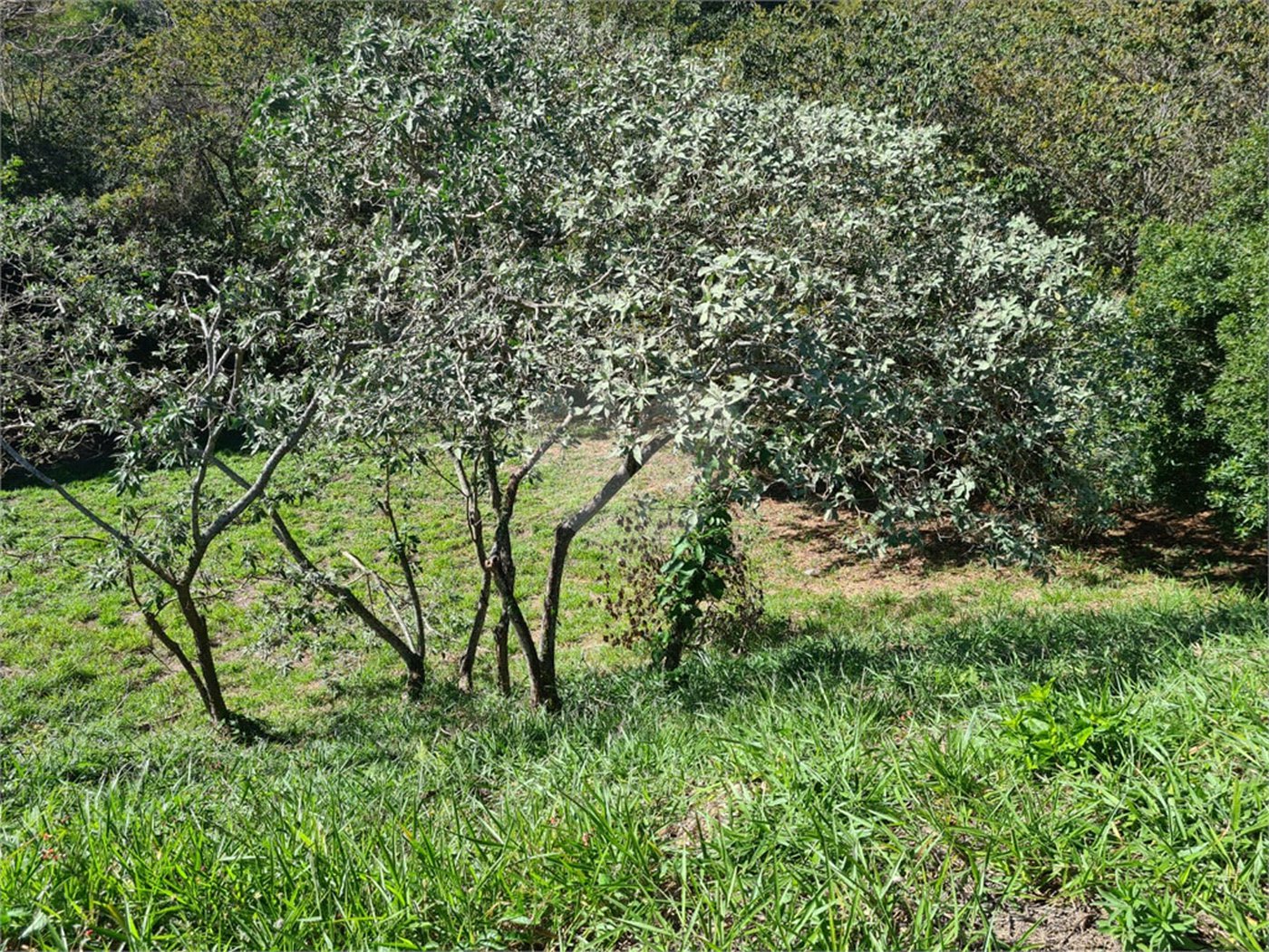 Terreno à venda em Bosque, Vinhedo, SP