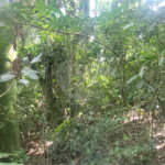 Terreno à venda em Mantiqueira, Mairiporã, SP