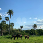 Fazenda à venda com 2 quartos em Canabrava, João Pinheiro, MG