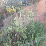 Terreno à venda em Vila Paulicéia, São Paulo, SP