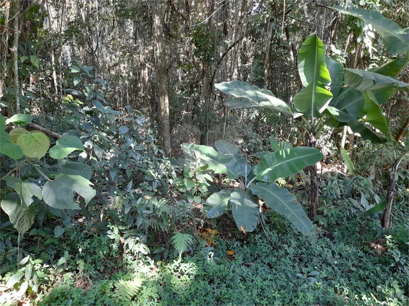 Terreno à venda em Roseira, Mairiporã, SP