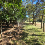 Sitio Granjeiro região de Água Vermelha 6,5 Alqueires (16,5 Hectares)
