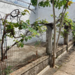 Chácara à venda com 3 quartos, sendo 1 suíte, em Chácara Flórida, Itu, SP