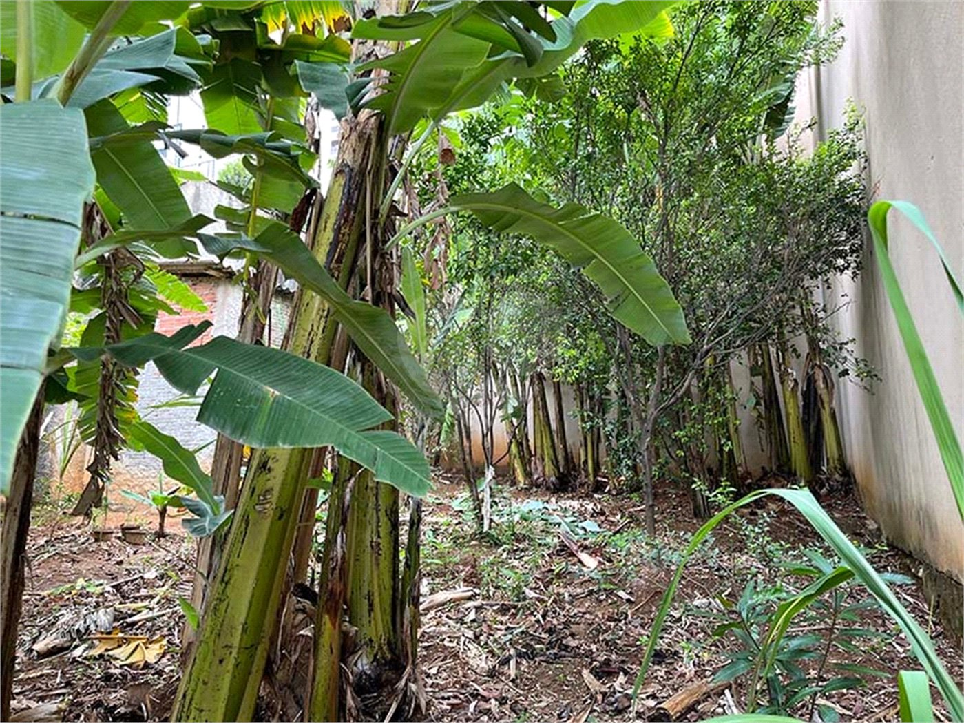 Terreno à venda em Santana, São Paulo, SP