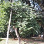 Terreno à venda em Vila Isolina Mazzei, São Paulo, SP