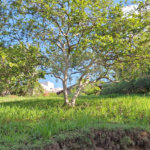 Terreno à venda em Marambaia, Vinhedo, SP