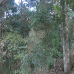 Terreno à venda em Serra da Cantareira, Mairiporã, SP