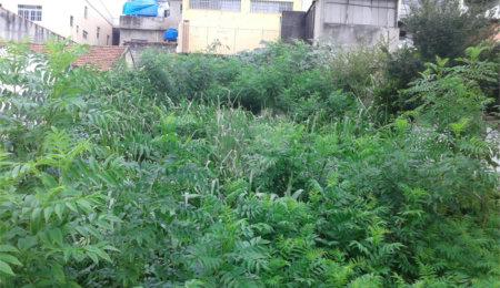 Terreno à venda em Imirim, São Paulo, SP