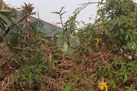 Terreno à venda em Jardim São João (zona Norte), São Paulo, SP
