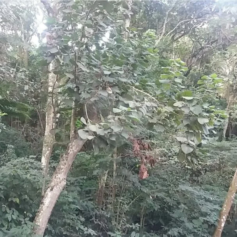 Terreno à venda em Tucuruvi, São Paulo, SP