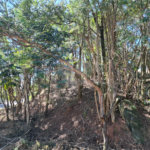 Terreno à venda em Jardim Peri, São Paulo, SP