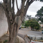 Sobrado à venda com 3 quartos, sendo 1 suíte, em Jardim Franca, São Paulo, SP