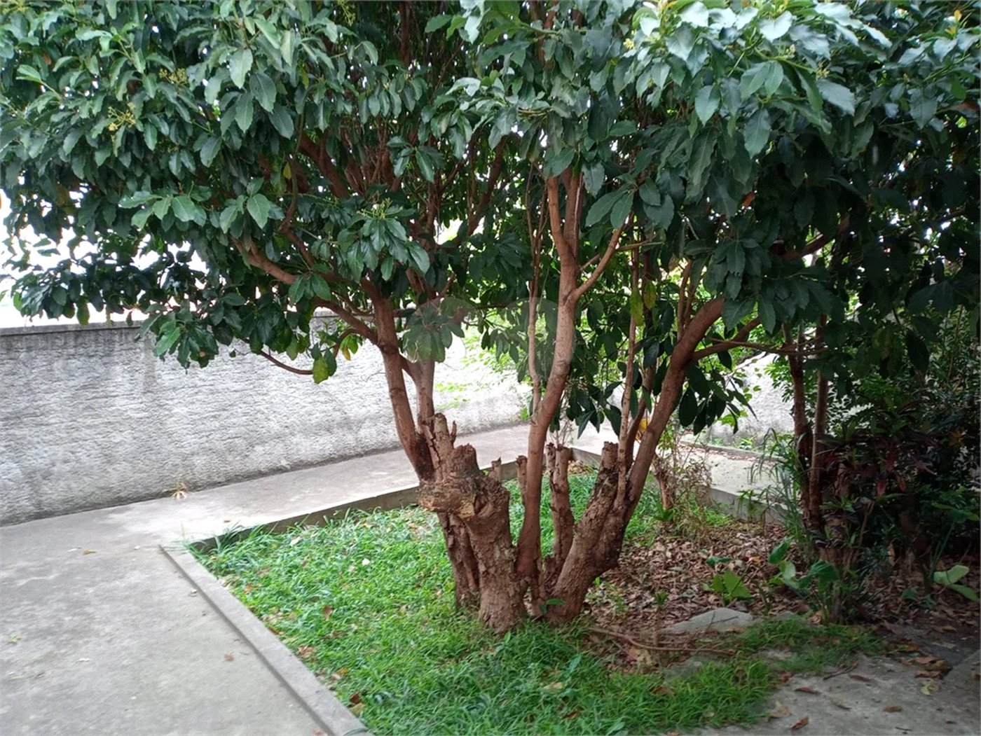 Sobrado à venda com 3 quartos em Vila Maria Alta, São Paulo, SP