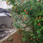 Casa à venda com 5 quartos, sendo 2 suítes, no condomínio Swiss Park, São Bernardo do Campo - SP