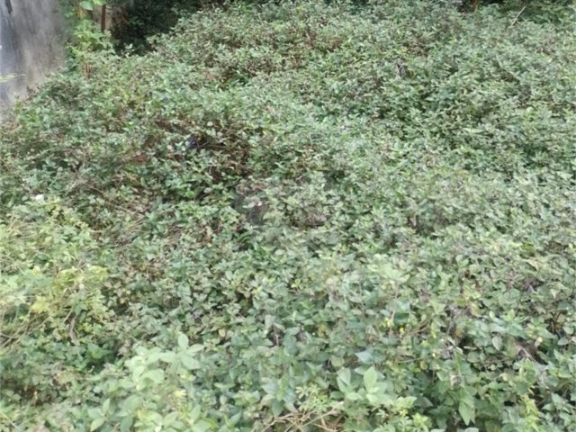Terreno à venda em Vila Nova Cachoeirinha, São Paulo, SP