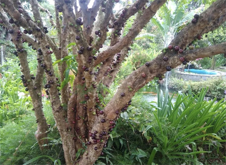 Terreno à venda com 6 quartos no condomínio Quinta dos Lagos, Cotia - SP