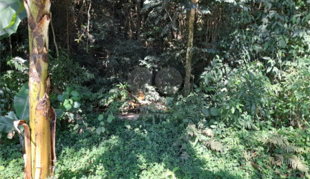 Terreno à venda em Roseira, Mairiporã, SP