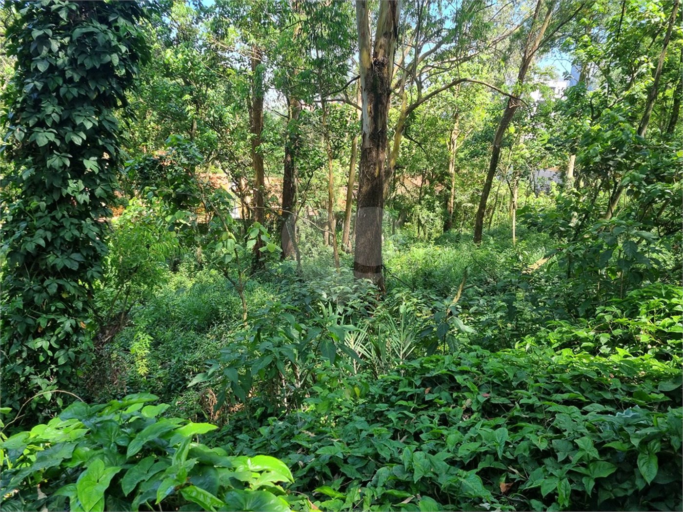 Terreno à venda no condomínio Horto do Ypê, São Paulo - SP