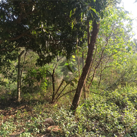 Terreno à venda em Bosque dos Eucalíptos, Atibaia, SP