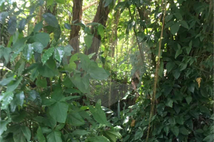 Terreno à venda ou para alugar em Horto, São Paulo, SP