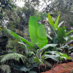 Terreno à venda em Serra da Cantareira, Mairiporã, SP