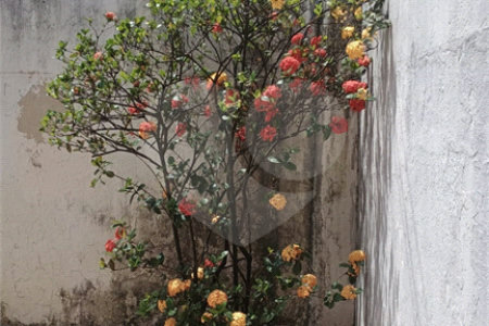 Casa Térrea à venda com 2 quartos em Campo Grande, Rio de Janeiro, RJ