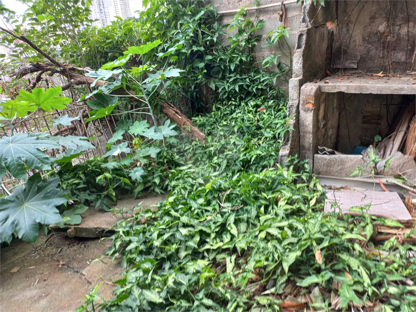 Casa à venda com 2 quartos em Vila Mazzei, São Paulo, SP