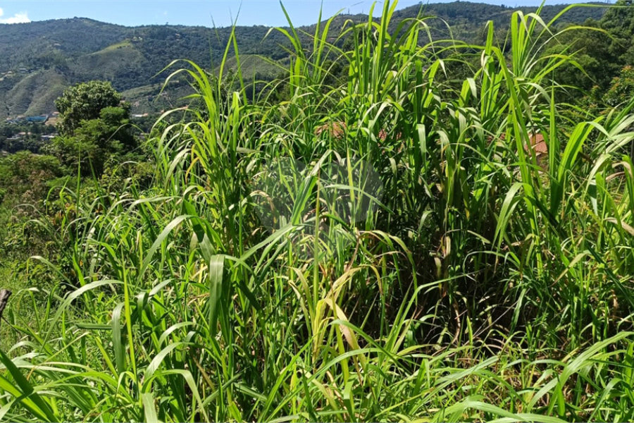 Terreno à venda em Luiz Fagundes, Mairiporã, SP