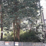 Terreno à venda ou para alugar em Vila Andrade, São Paulo, SP
