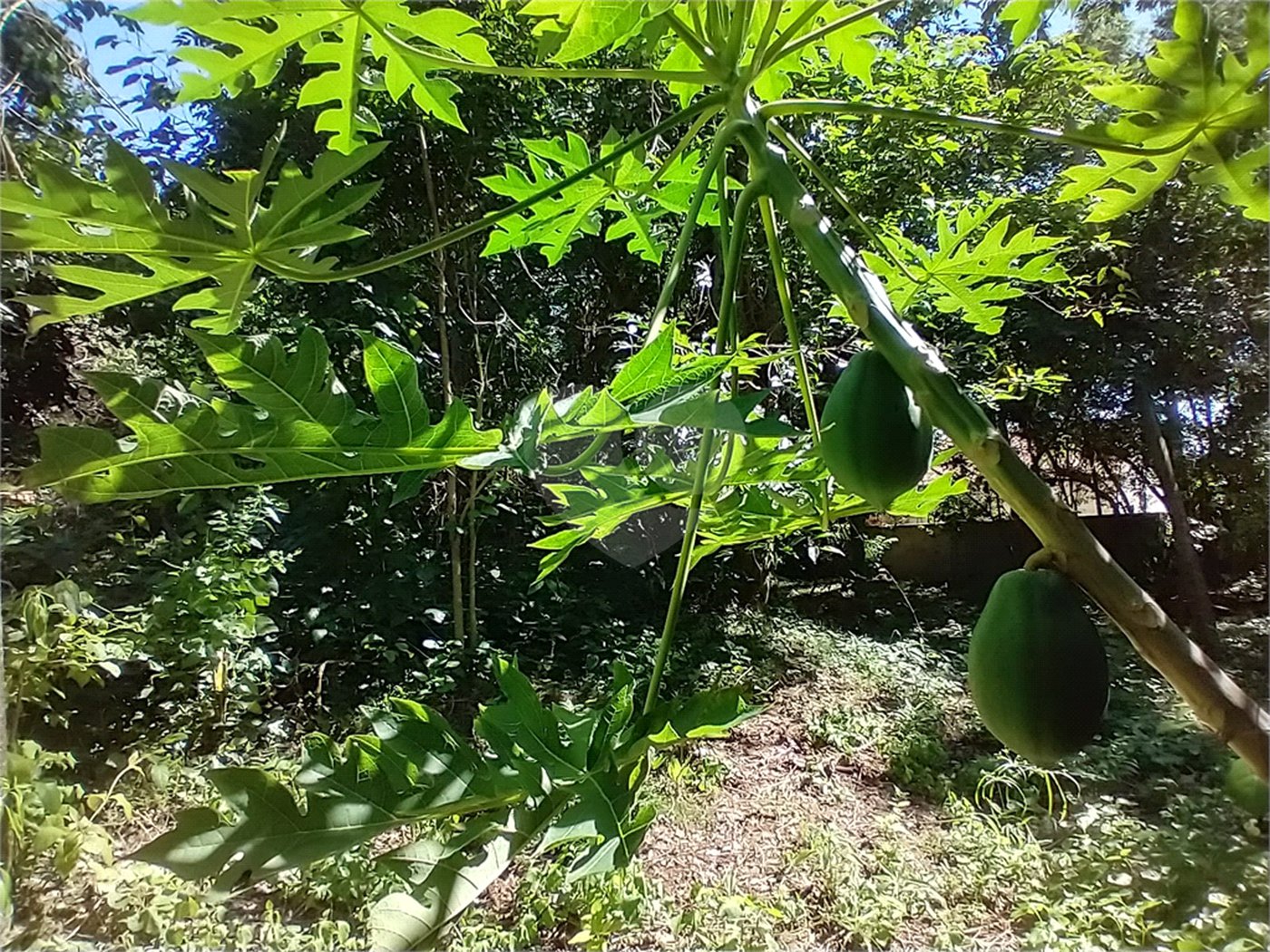 Casa à venda com 1 quarto em Vila Verde, Armação dos Búzios, RJ